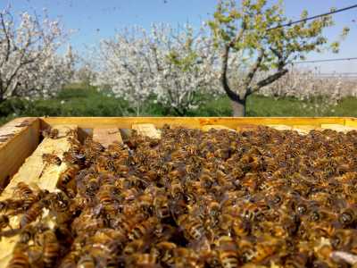 Per fortuna in Puglia il clima mediterraneo temperato favorisce questo tipo di attivit� un po� ovunque